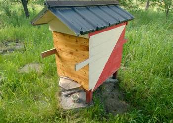 RÓJKA pszczela na ramku warszawskim szerokim i waskim