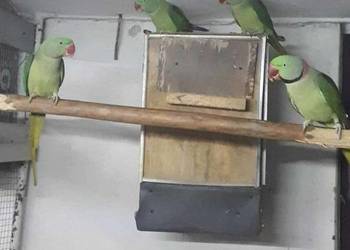 Aleksandretty wielkie 25r