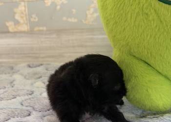 Szpic miniaturowy pomeranian chłopcy