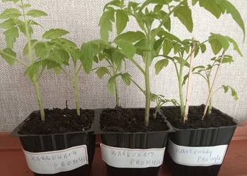 Sadzonka pomidora karłowatego Promyk