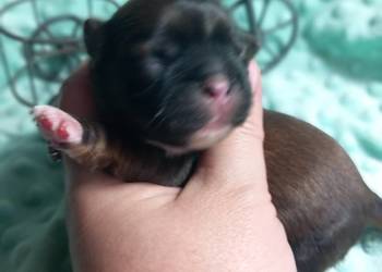 Shih-Tzu  chłopiec odbiór w grudniu