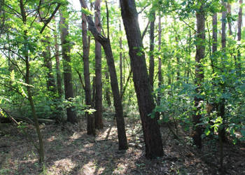 Działka nad rzeką Liswartą | Troniny | możliwość wydzielenia ok. 4000 m² |…