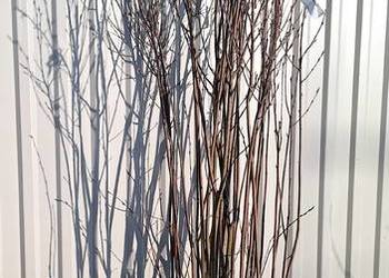 świdośliwa Lamarcka