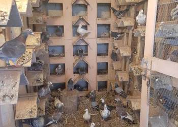 Sprzedam gołębie-likwidacja hodowli