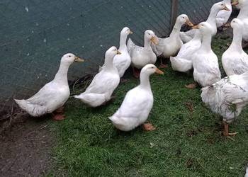kaczki białe kaczki białe
