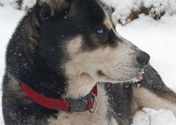 Krycie Huskim - Zaplace 200PLN