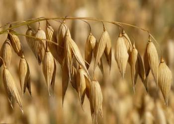 Owies jary - Malopolska Hodowla Roślin