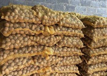 Ziemniaki sadzeniaki