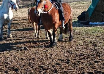 Sprzedam klacz Arden Szwedzki