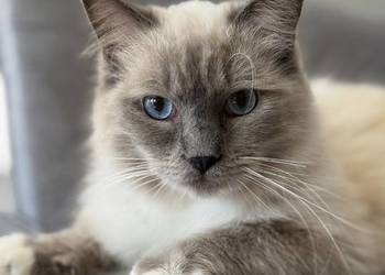 ragdoll kocur rodowod FPL felinoterapia