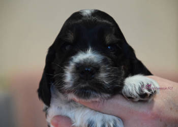 Cocker Spaniel Angielski - Burbon