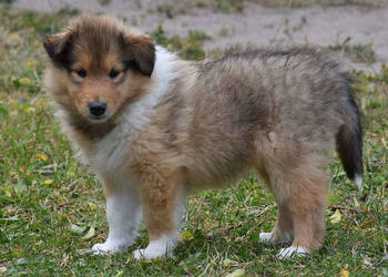 Owczarek szkocki długowłosy collie (ZKwP/FCI)