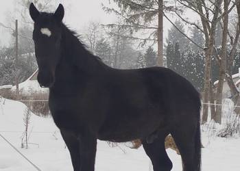 2 LETNI WAŁACH SP PO ŚLĄZAKU