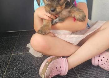 York terrier chłopczyk