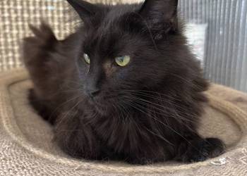 Kotka Maine coon