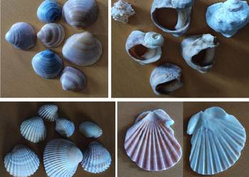 muszle muszelki skamieliny ozdobne zestaw akwarystyka kolekcja