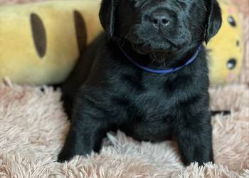 Labrador czarne, czekoladowe i żółte