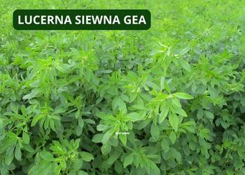 Lucerna siewna Gea