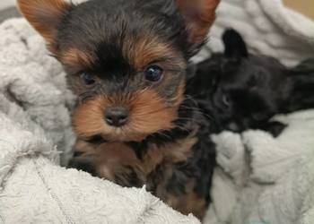 York Terrier Mini