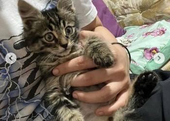Maine Coon MCO