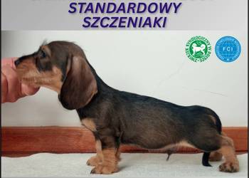 Jamnik Szorstkowłosy Standardowy ZKWP FCI