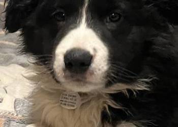 Bolde Collie szczeniaki