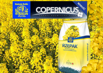 Rzepak hybrydowy Strzelce Copernicus + Buteo Start