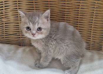 Kotka Szkocka liliowa pręgowana