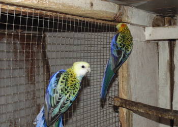 rozela bladoglowa para