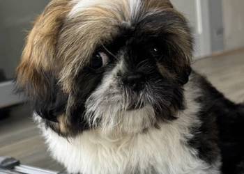 Sprzedam suczkę rasy Shih Tzu – 4 miesiące