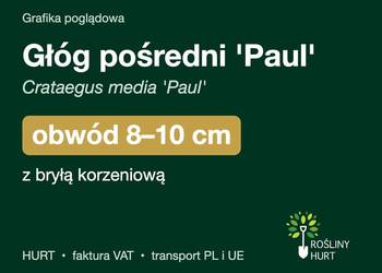 Głóg pośredni 'Paul' (Crataegus media) obwód 8-10 cm, z bryłą – HURT