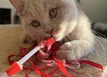 brytyjski kocurek o rzadkim kolorze futerka płowy