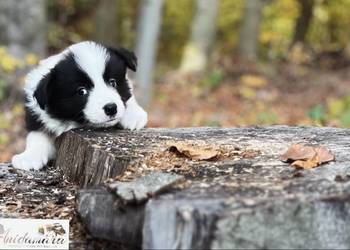 Border collie ZKwP/FCI szczenięta Border collie ZKwP/FCI szczenięta