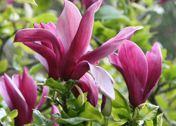 MAGNOLIA FIOLETOWA Magnolia liliflora - NASIONA 100 sztuk - 10g.