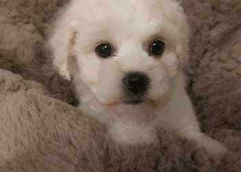 Bichon frise Fci Bichon frise Fci