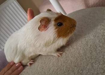 Oddam świnkę morską