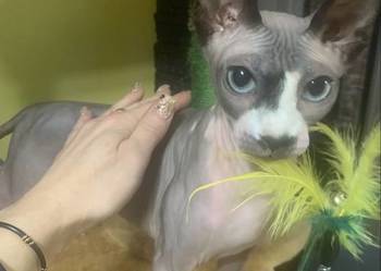 Sfinks Kanadyjski. Do odbioru koteczką. Rodowód.