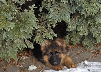 Owczarek niemiecki długowłosy szczeniak