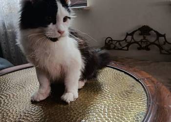 Ładny kociak maine coon