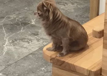 Chihuahua liliowa długowłosa sunia
