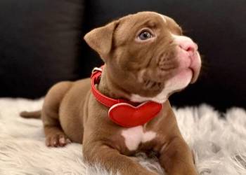 Suczka American Bully Pocket