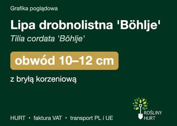 Lipa drobnolistna 'Böhlje' obwód 10-12 cm, z bryłą – HURT