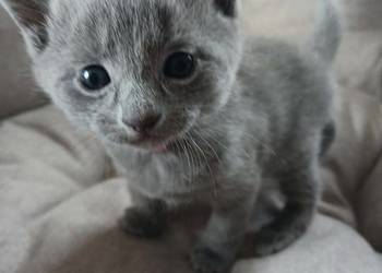 Rosyjskie niebieskie z rod 5 pok wstecz Bijou*pl