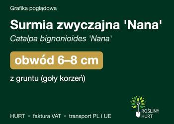 Surmia zwyczajna 'Nana' obwód 6-8 cm, z gruntu – HURT