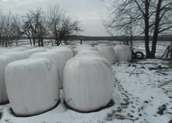 Kiszonka z lucerny ,baloty