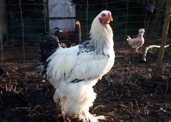 Koguty ozdobne brahma olbrzymia gronostajowa, kuropatwiana