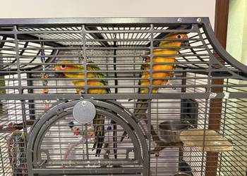 Konury słoneczne para samiec samica