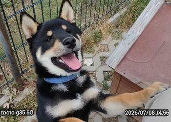 SHIBA INU - czteromiesięczny świetny szczeniaczek - ostatni z miotu