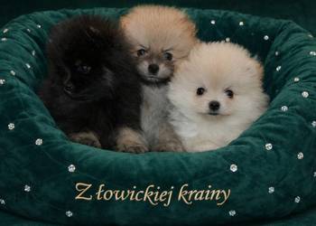 SZPIC MINIATUROWY POMERANIAN ŚLICZNE SUNIE I PIESKI