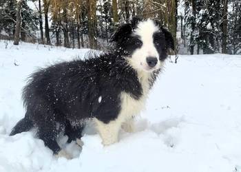 szczeniak pies BORDER COLLIE czarno-biały